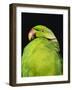 World's Rarest Parrakeet, Shoals of Capricorn, Mauritius Wildlife Foundation, Mauritius-Murray Louise-Framed Photographic Print