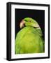 World's Rarest Parrakeet, Shoals of Capricorn, Mauritius Wildlife Foundation, Mauritius-Murray Louise-Framed Photographic Print