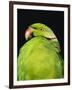 World's Rarest Parrakeet, Shoals of Capricorn, Mauritius Wildlife Foundation, Mauritius-Murray Louise-Framed Photographic Print
