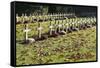 World War I Cemetery, Bagneux, Hauts-De-Seine, France, Europe-Godong-Framed Stretched Canvas