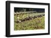 World War I Cemetery, Bagneux, Hauts-De-Seine, France, Europe-Godong-Framed Photographic Print