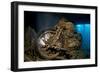 World War II Bsa M20 Motorbike in the Hold of Thistlegorm Wreck. Sha'Ab Ali, Sinai, Egypt. Red Sea-Alex Mustard-Framed Photographic Print