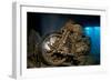 World War II Bsa M20 Motorbike in the Hold of Thistlegorm Wreck. Sha'Ab Ali, Sinai, Egypt. Red Sea-Alex Mustard-Framed Photographic Print