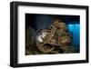 World War II Bsa M20 Motorbike in the Hold of Thistlegorm Wreck. Sha'Ab Ali, Sinai, Egypt. Red Sea-Alex Mustard-Framed Photographic Print