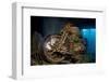 World War II Bsa M20 Motorbike in the Hold of Thistlegorm Wreck. Sha'Ab Ali, Sinai, Egypt. Red Sea-Alex Mustard-Framed Photographic Print