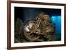 World War II Bsa M20 Motorbike in the Hold of Thistlegorm Wreck. Sha'Ab Ali, Sinai, Egypt. Red Sea-Alex Mustard-Framed Photographic Print