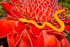 Venomous Yellow Eyelash Pit Viper on Red Plant, Arenal, Costa Rica, Latin America, Deadly Snake-worldswildlifewonders-Photographic Print