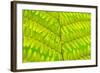 Worm-Fern, Dyopteris Filix-Mas, Leaf, Close-Up, Fern, Fern-Leaf, Fern-Plant, Fronds, Dusters, Leaf-Herbert Kehrer-Framed Photographic Print