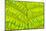 Worm-Fern, Dyopteris Filix-Mas, Leaf, Close-Up, Fern, Fern-Leaf, Fern-Plant, Fronds, Dusters, Leaf-Herbert Kehrer-Mounted Photographic Print