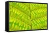 Worm-Fern, Dyopteris Filix-Mas, Leaf, Close-Up, Fern, Fern-Leaf, Fern-Plant, Fronds, Dusters, Leaf-Herbert Kehrer-Framed Stretched Canvas