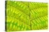 Worm-Fern, Dyopteris Filix-Mas, Leaf, Close-Up, Fern, Fern-Leaf, Fern-Plant, Fronds, Dusters, Leaf-Herbert Kehrer-Stretched Canvas