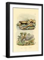 Worm Lizard, 1833-39-null-Framed Giclee Print