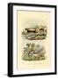 Worm Lizard, 1833-39-null-Framed Giclee Print