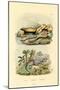 Worm Lizard, 1833-39-null-Mounted Giclee Print