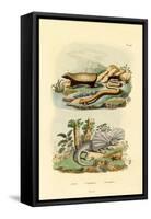 Worm Lizard, 1833-39-null-Framed Stretched Canvas