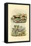 Worm Lizard, 1833-39-null-Framed Stretched Canvas