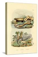 Worm Lizard, 1833-39-null-Stretched Canvas