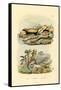 Worm Lizard, 1833-39-null-Framed Stretched Canvas