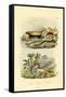 Worm Lizard, 1833-39-null-Framed Stretched Canvas