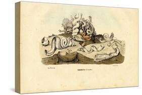 Worm Snails, 1863-79-Raimundo Petraroja-Stretched Canvas