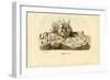 Worm Snails, 1863-79-Raimundo Petraroja-Framed Giclee Print