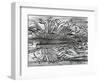 Worm Wood, California, c. 1937-Brett Weston-Framed Photographic Print