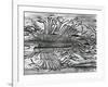 Worm Wood, California, c. 1937-Brett Weston-Framed Photographic Print