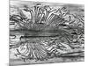 Worm Wood, California, c. 1937-Brett Weston-Mounted Photographic Print