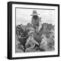 Worming the tobacco, Wake County, North Carolina, 1939-Dorothea Lange-Framed Photographic Print