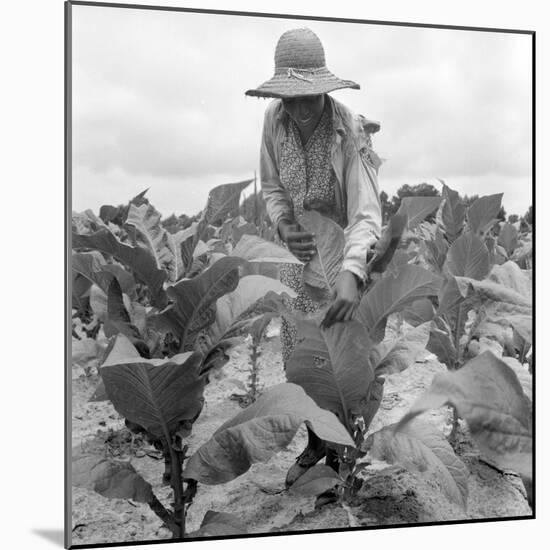 Worming the tobacco, Wake County, North Carolina, 1939-Dorothea Lange-Mounted Photographic Print