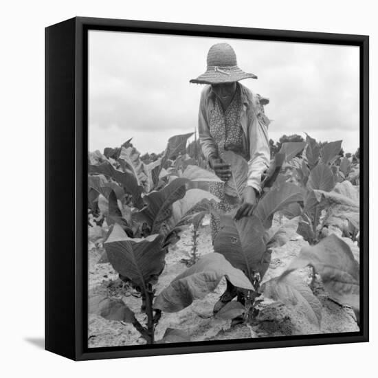 Worming the tobacco, Wake County, North Carolina, 1939-Dorothea Lange-Framed Stretched Canvas