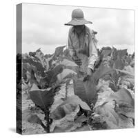 Worming the tobacco, Wake County, North Carolina, 1939-Dorothea Lange-Stretched Canvas