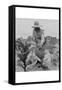 Worming Tobacco-Dorothea Lange-Framed Stretched Canvas