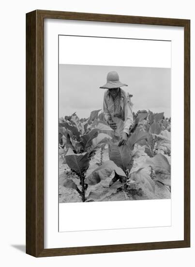 Worming Tobacco-Dorothea Lange-Framed Art Print