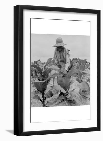 Worming Tobacco-Dorothea Lange-Framed Art Print