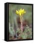 Wormleaf Stonecrop, Weston Pass, Pike and San Isabel National Forest, Colorado-James Hager-Framed Stretched Canvas