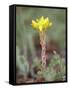 Wormleaf Stonecrop, Weston Pass, Pike and San Isabel National Forest, Colorado-James Hager-Framed Stretched Canvas