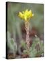 Wormleaf Stonecrop, Weston Pass, Pike and San Isabel National Forest, Colorado-James Hager-Stretched Canvas