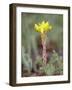 Wormleaf Stonecrop, Weston Pass, Pike and San Isabel National Forest, Colorado-James Hager-Framed Photographic Print