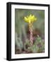 Wormleaf Stonecrop, Weston Pass, Pike and San Isabel National Forest, Colorado-James Hager-Framed Photographic Print