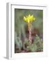 Wormleaf Stonecrop, Weston Pass, Pike and San Isabel National Forest, Colorado-James Hager-Framed Photographic Print