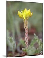 Wormleaf Stonecrop, Weston Pass, Pike and San Isabel National Forest, Colorado-James Hager-Mounted Photographic Print