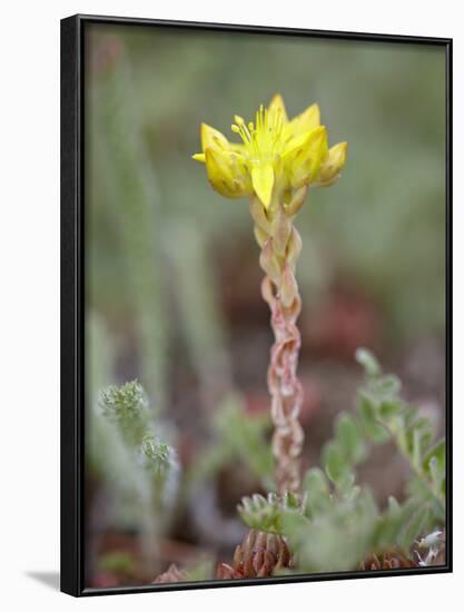 Wormleaf Stonecrop, Weston Pass, Pike and San Isabel National Forest, Colorado-James Hager-Framed Photographic Print