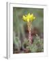 Wormleaf Stonecrop, Weston Pass, Pike and San Isabel National Forest, Colorado-James Hager-Framed Photographic Print