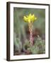 Wormleaf Stonecrop, Weston Pass, Pike and San Isabel National Forest, Colorado-James Hager-Framed Photographic Print