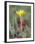 Wormleaf Stonecrop, Weston Pass, Pike and San Isabel National Forest, Colorado-James Hager-Framed Photographic Print