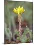 Wormleaf Stonecrop, Weston Pass, Pike and San Isabel National Forest, Colorado-James Hager-Mounted Photographic Print