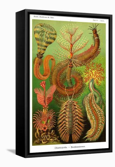 Worms-Ernst Haeckel-Framed Stretched Canvas