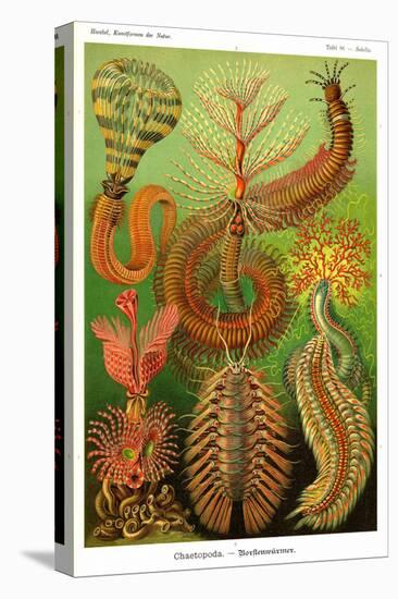 Worms-Ernst Haeckel-Stretched Canvas