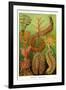 Worms-Ernst Haeckel-Framed Art Print